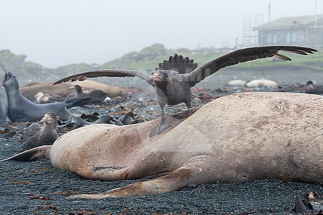Northern Giant Petrel (Macronectes halli) standing on top of a dead Southern Elephant Seal on the beach at Macquarie Island, Australia. stock-image by Agami/Marc Guyt,