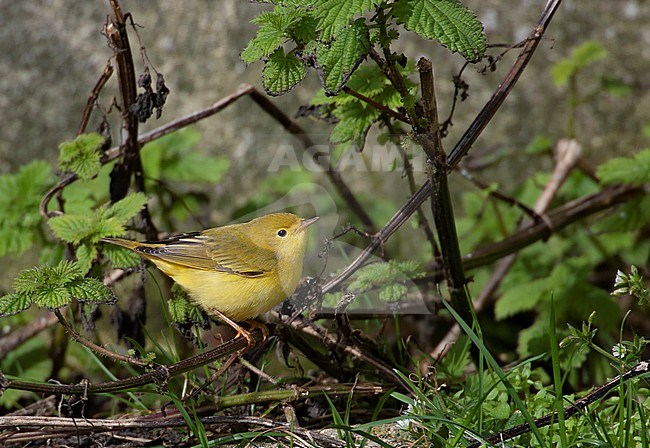 First-winter Yellow Warbler (Setophaga aestiva) during autumn migration on the Shetlands islands, Scotland. stock-image by Agami/Hugh Harrop,