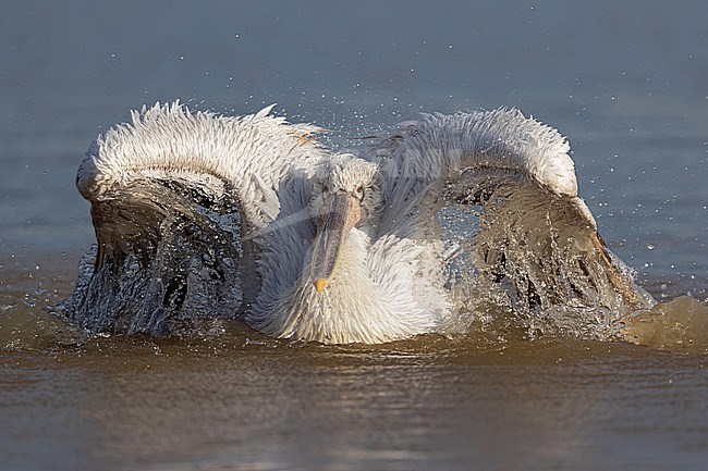 Bathing Dalmatian pelican (Pelecanus crispus) at Lake Kerkini stock-image by Agami/Mathias Putze,