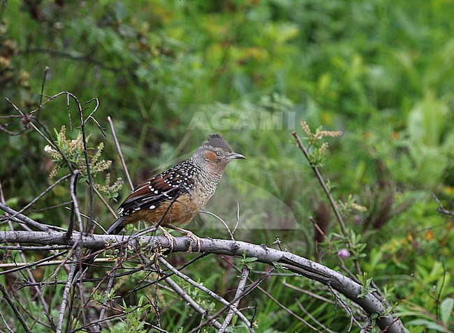 Giant Laughingthrush (Ianthocincla maxima) in montane temperate forest at Balang Shan, Sichuan, China stock-image by Agami/James Eaton,