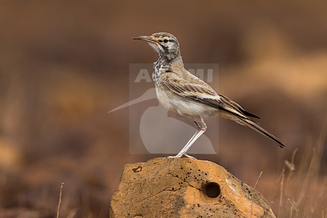 Witbandleeuwerik, Greater Hoopoe-Lark stock-image by Agami/Daniele Occhiato,
