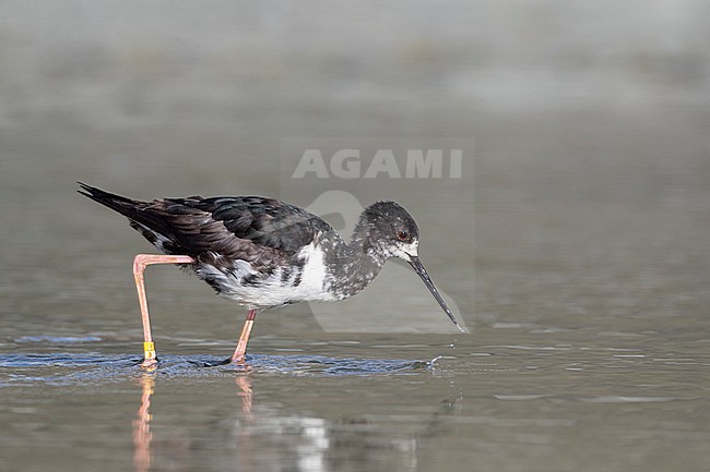 Immature Black Stilt (Himantopus novaezelandiae) wading in river delta in Glentanner Park, Mackenzie Basin, South Island, New Zealand. Known as Kaki in Maori and critically endangered. stock-image by Agami/Marc Guyt,