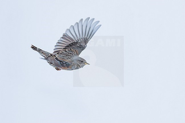 Alpine Accentor - Alpenbraunelle - Prunella collaris ssp. collaris, Switzerland, adult stock-image by Agami/Ralph Martin,