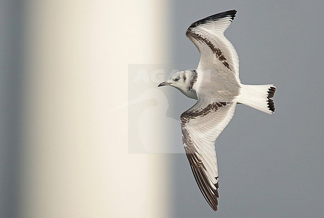 Black-legged Kittiwake (Rissa tridactyla), first winter in flight, seen from the side. stock-image by Agami/Fred Visscher,