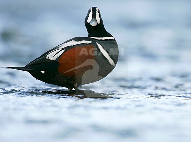Mannetje Harlekijneend in IJslandse rivier; Male Harlequin Duck in Icelandic river stock-image by Agami/Menno van Duijn,