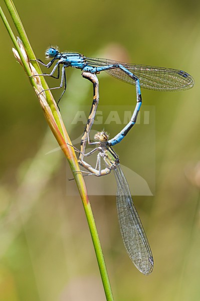 Watersnuffels parend, Enallagma cyathigerum pair mating stock-image by Agami/Wil Leurs,