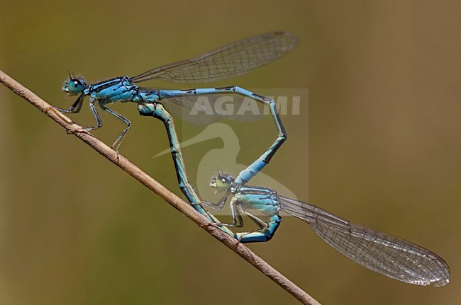 Paringswiel Gaffelwaterjuffer; Copula Dainty Bluet stock-image by Agami/Fazal Sardar,