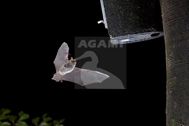 Franjestaart vliegend voor vleermuizenkast, Natterer's Bat flying in front of batbox stock-image by Agami/Theo Douma,