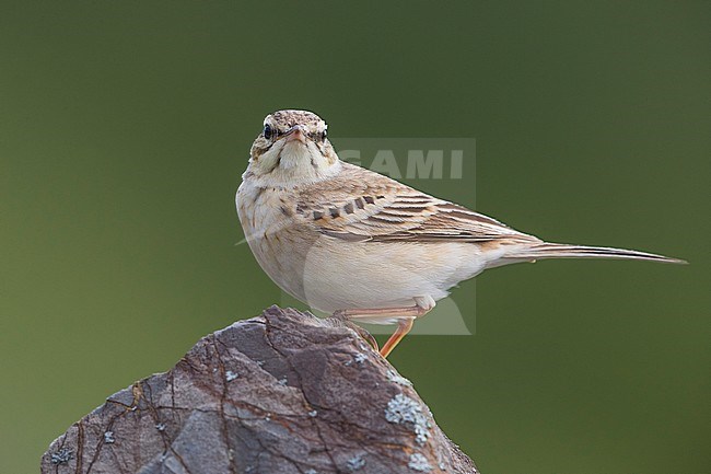 Adult Tawny Pipit (Anthus campestris) in Italy. stock-image by Agami/Daniele Occhiato,