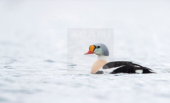 Male King Eider (Somateria spectabilis) swimming in the harbour of Vadso, Varangerfjord, in arctic Norway stock-image by Agami/Marc Guyt,