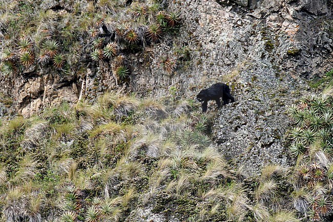 Spectacled bear (Tremarctos ornatus), also known as the Andean bear or Andean short-faced bear, in highlands of Ecudaor.
Locally as jukumari (Aymara), ukumari (Quechua) or ukuku. stock-image by Agami/Dani Lopez-Velasco,