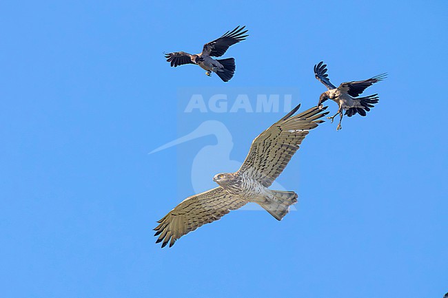 Short-toed Snake Eagle, Circaetus gallicus, in flight. Harassed by Hooded Crows. stock-image by Agami/Daniele Occhiato,
