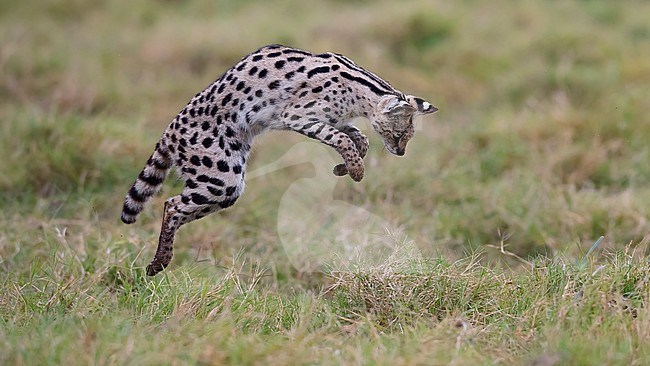 Side view of a jumping Serval Cat, (Felis serval). Tanzania stock-image by Agami/Markku Rantala,