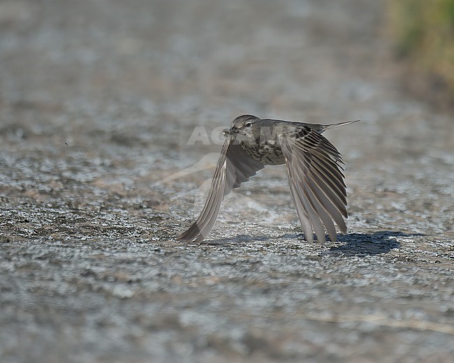 Eurasian Rock Pipit (Anthus petrosus) taking off on a rock in Finland stock-image by Agami/Kari Eischer,