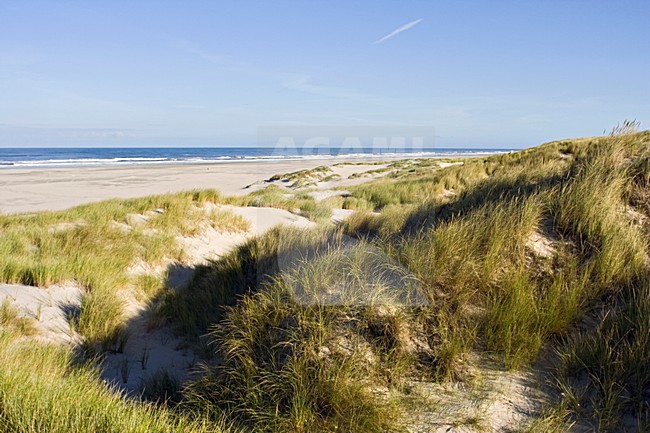 duinvorming Vlieland: new dunes Vlieland, Netherlands stock-image by Agami/Marc Guyt,