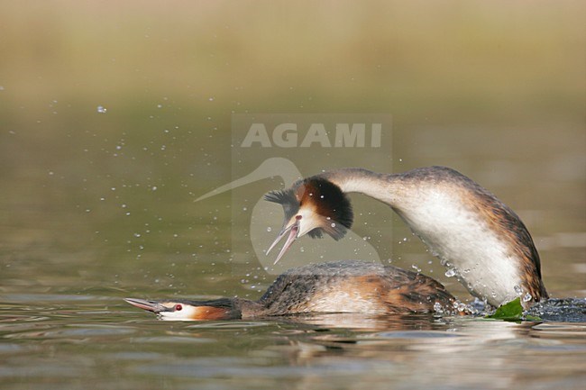 Futen parend; Great Crested Grebes mating stock-image by Agami/Menno van Duijn,