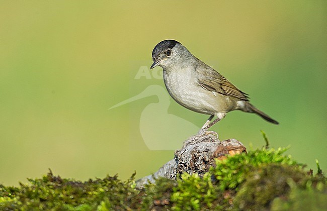 Male Eurasian Blackcap stock-image by Agami/Alain Ghignone,