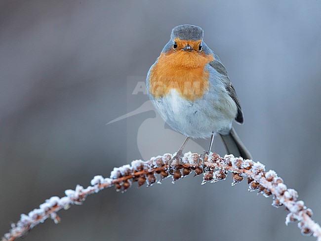 European Robin (Erithacus rubecula), adult perched on a stem coverd with frost, Campania, Italy stock-image by Agami/Saverio Gatto,