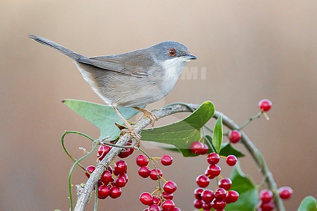 Sardinian Warbler (Sylvia melanocephala), side view of an adult female perched on a Common Smilax with berries, Campania, Italy stock-image by Agami/Saverio Gatto,