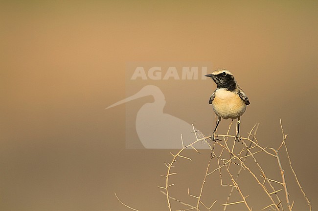 Desert Wheatear - Wüstensteinschmätzer - Oenanthe deserti ssp. homochroa, Morocco, adult male stock-image by Agami/Ralph Martin,