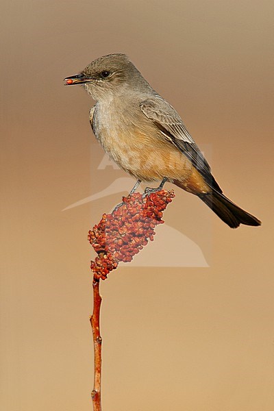 Adult
Socorro Co., NM
December 2008 stock-image by Agami/Brian E Small,