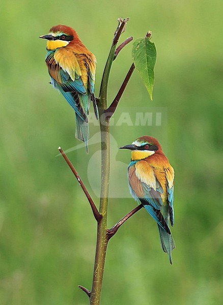  stock-image by Agami/Jacques van der Neut,