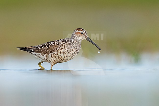 Adult breeding 
Galveston Co., TX
May 2023 stock-image by Agami/Brian E Small,