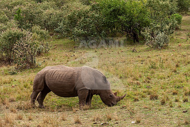 Portrait of a white rhinoceros, Ceratoterium simium, grazing. Masai Mara National Reserve, Kenya. stock-image by Agami/Sergio Pitamitz,