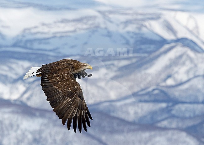 Zeearend adult roepend in de vlucht; White-tailed Eagle adult calling in flight stock-image by Agami/Markus Varesvuo,
