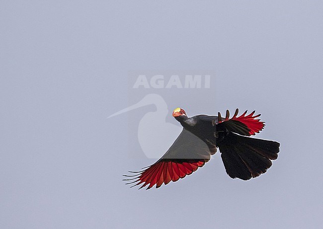 Violet Turaco (Tauraco violaceus) in Cameroon. stock-image by Agami/Pete Morris,