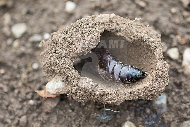 Deaths-head Hawk Moth - Totenkopfschwärmer - Acherontia atropos, Germany, pupa within its cocoon stock-image by Agami/Ralph Martin,