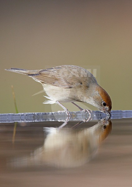 Vrouwtje Zwartkop; Female Eurasian Blackcap stock-image by Agami/Markus Varesvuo,