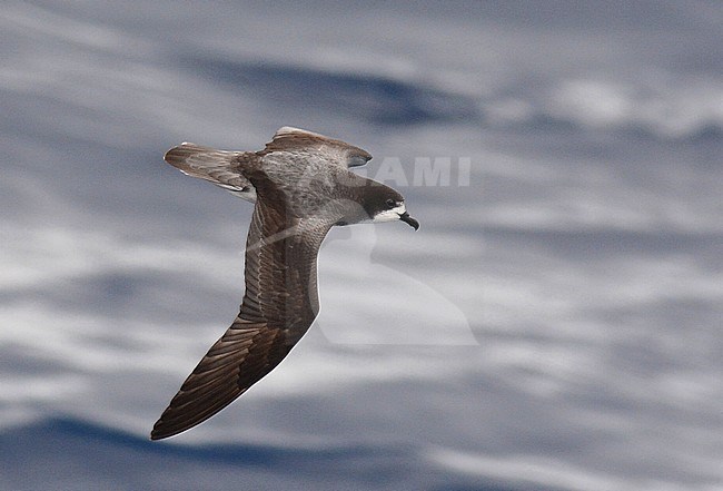 Gould's Petrel (Pterodroma leucoptera), a small gadfly petrel, in flight over waters of the subtropical pacific ocean. Seen from above, showing upper wing pattern. stock-image by Agami/Laurens Steijn,