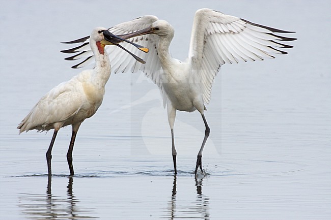 Juveniele Lepelaar bedelende om voedsel; Juvenile Eurasian Spoonbill begging for food stock-image by Agami/Karel Mauer,