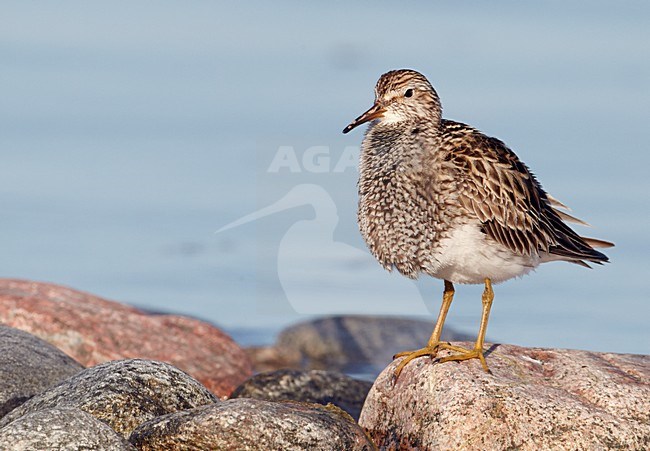 Poetsende Gestreepte strandloper, Pectoral Sandpiper preening stock-image by Agami/Markus Varesvuo,