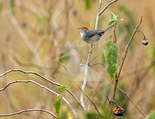 Long-tailed Cisticola (Cisticola angusticauda) in Uganda. stock-image by Agami/Dani Lopez-Velasco,