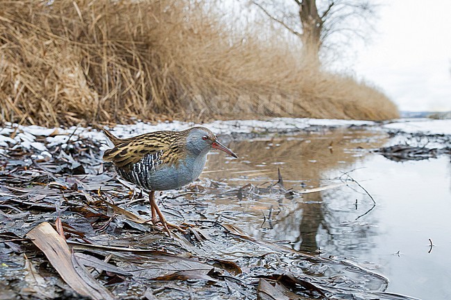 Adult Water Rail (Rallus aquaticus aquaticus) walking on the ground in a wetland in Germany. stock-image by Agami/Ralph Martin,