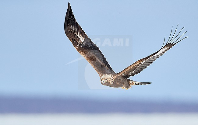 Golden Eagle (Aquila chrysaetos) during cold winter in northern Finland. Subadult in flight. stock-image by Agami/Markus Varesvuo,