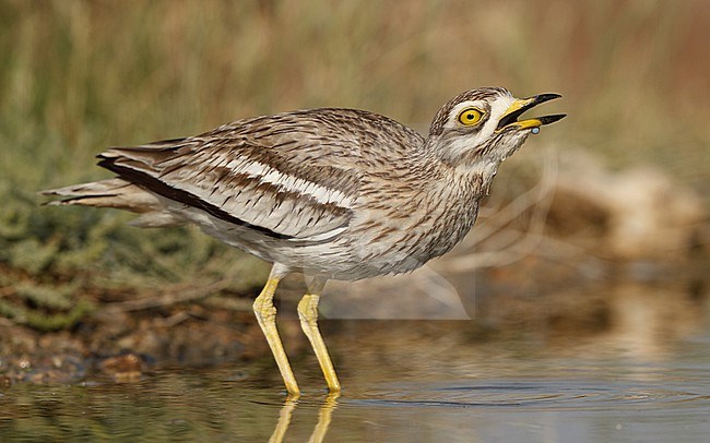 Adult Eurasian Stone-curlew (Burhinus oedicnemus oedicnemus) drinking water at Laguna de Taray, Castilla-La Mancha, Spain stock-image by Agami/Helge Sorensen,