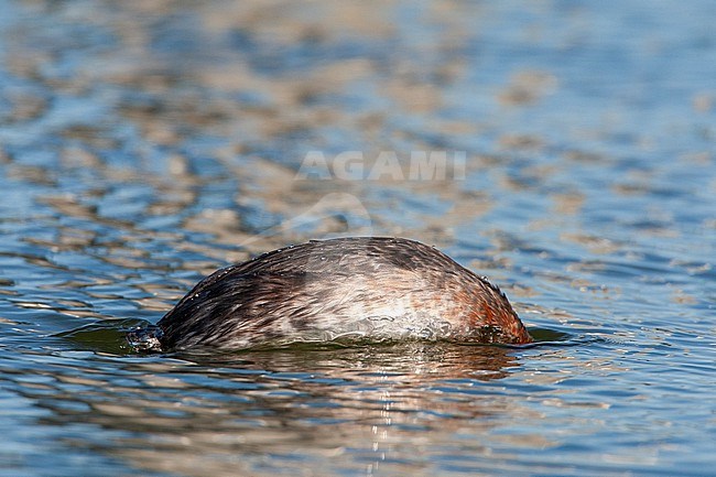 Adult summer plumaged Red-necked Grebe (Podiceps grisegena) swimming in harbour of Ijmuiden in the Netherlands. Diving for food. stock-image by Agami/Marc Guyt,