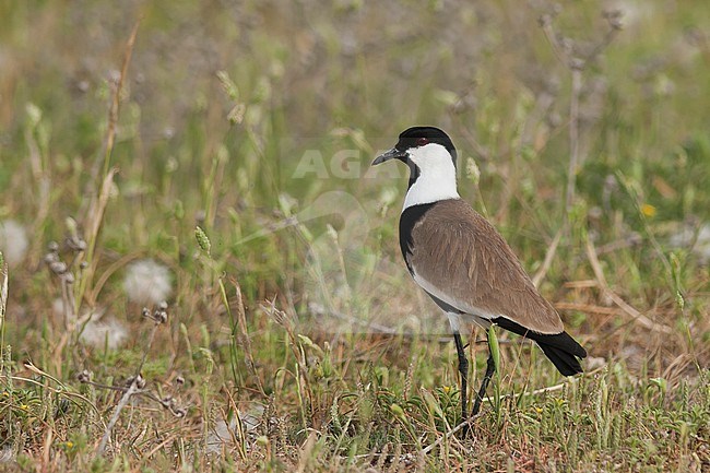 Spur-winged Lapwing - Spornkiebitz - Vanellus spinosus, Turkey, adult stock-image by Agami/Ralph Martin,