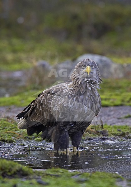White-tailed Eagle adult standing in pool, Zeearend adult staand in poel stock-image by Agami/Jari Peltomäki,