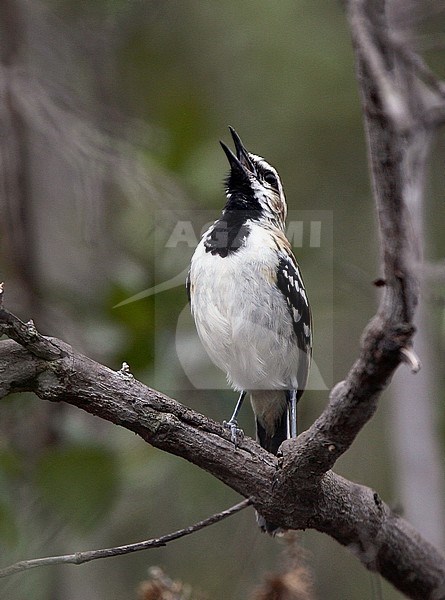 Stripe-backed AntbIrd (Myrmorchilus strigilatus) male singing stock-image by Agami/Andy & Gill Swash ,