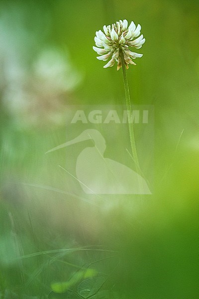 White Clover, Trifolium repens stock-image by Agami/Wil Leurs,