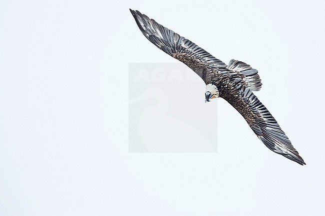 Lammergeier (Gypaetus barbatus barbatus) in Switzerland. Also known as Bearded Vulture. Presumably 5th cy plumage. stock-image by Agami/Ralph Martin,