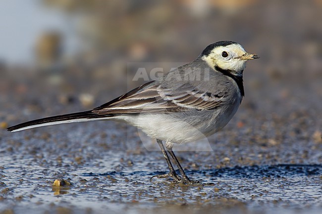 Witte Kwikstaart; White Wagtail; Motacilla alba stock-image by Agami/Daniele Occhiato,