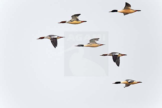 Groep vliegende, trekkende Grote Zaagbekken. Flying, migrating flock off Goosanders. stock-image by Agami/Ran Schols,