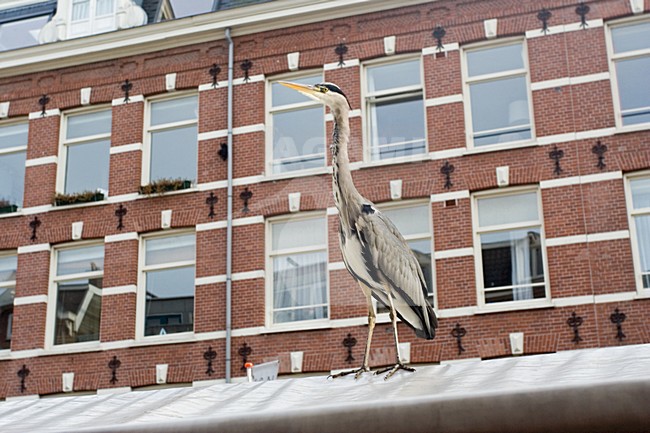 Grey Heron standing at the Albert Cuyp Amsterdam ; Blauwe Reiger staand op de Albert Cuyp in Amsterdam stock-image by Agami/Marc Guyt,