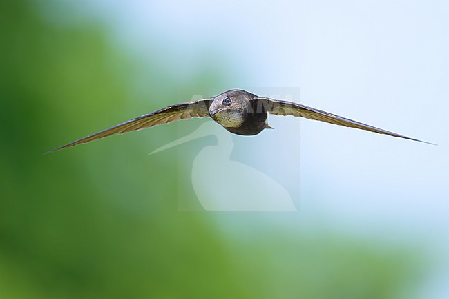 House Swift, Apus nipalensis, in Nakhon Ratchasima, Thailand. stock-image by Agami/Sylvain Reyt,