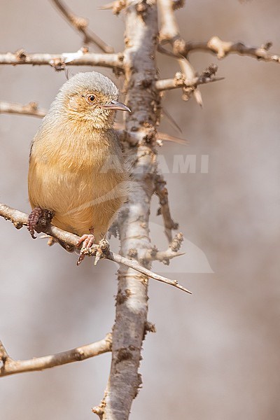 Red-faced Crombec (Sylvietta whytii) perched in a bush in Tanzania. stock-image by Agami/Dubi Shapiro,